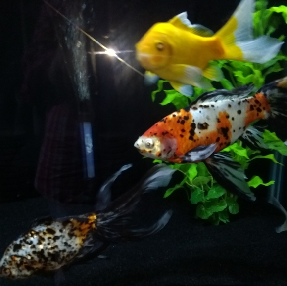 Meet your Posher, Maggy.. Sorry need some time! - Picture 3 of 8